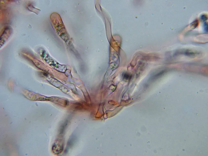 Cantharellus gallaecicus 10 - Arista laminar-002